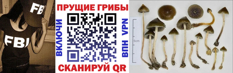 Купить где  Видное  Псилоцибиновые грибы Psilocybine cubensis 